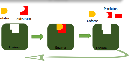 cofator