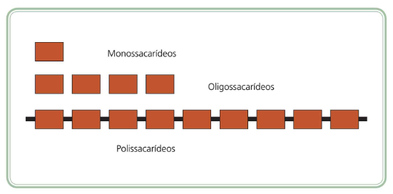 tipos de carboidrato